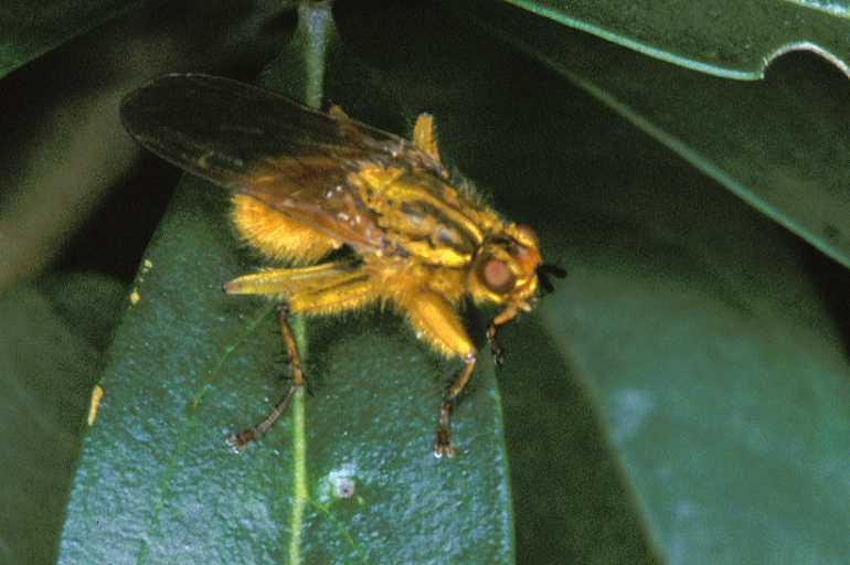 Scaratophaga_stercoraria_P1258_Z_75_Les Gris_Frankrijk.jpg